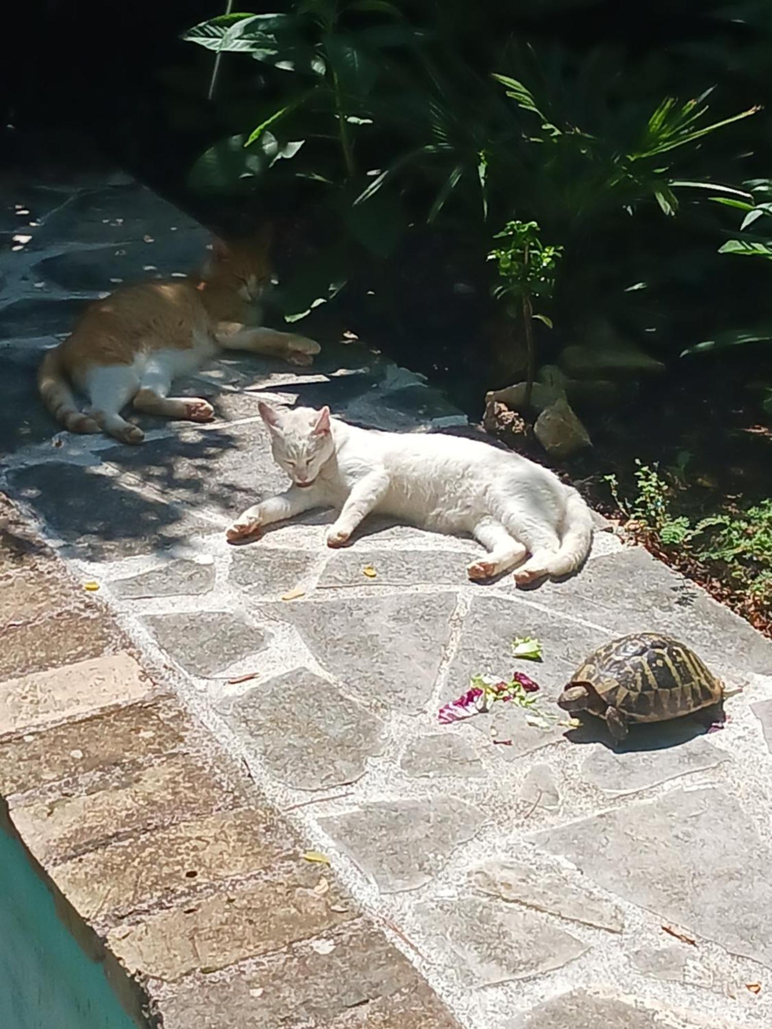 Villa Valkane Pet Friendly 150M From The Stunning Valkane Beach, City Indoor Pools-Fitness And City Mall Pula Bagian luar foto
